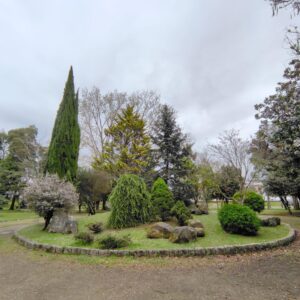 Visita guiada a los árboles de Betanzos